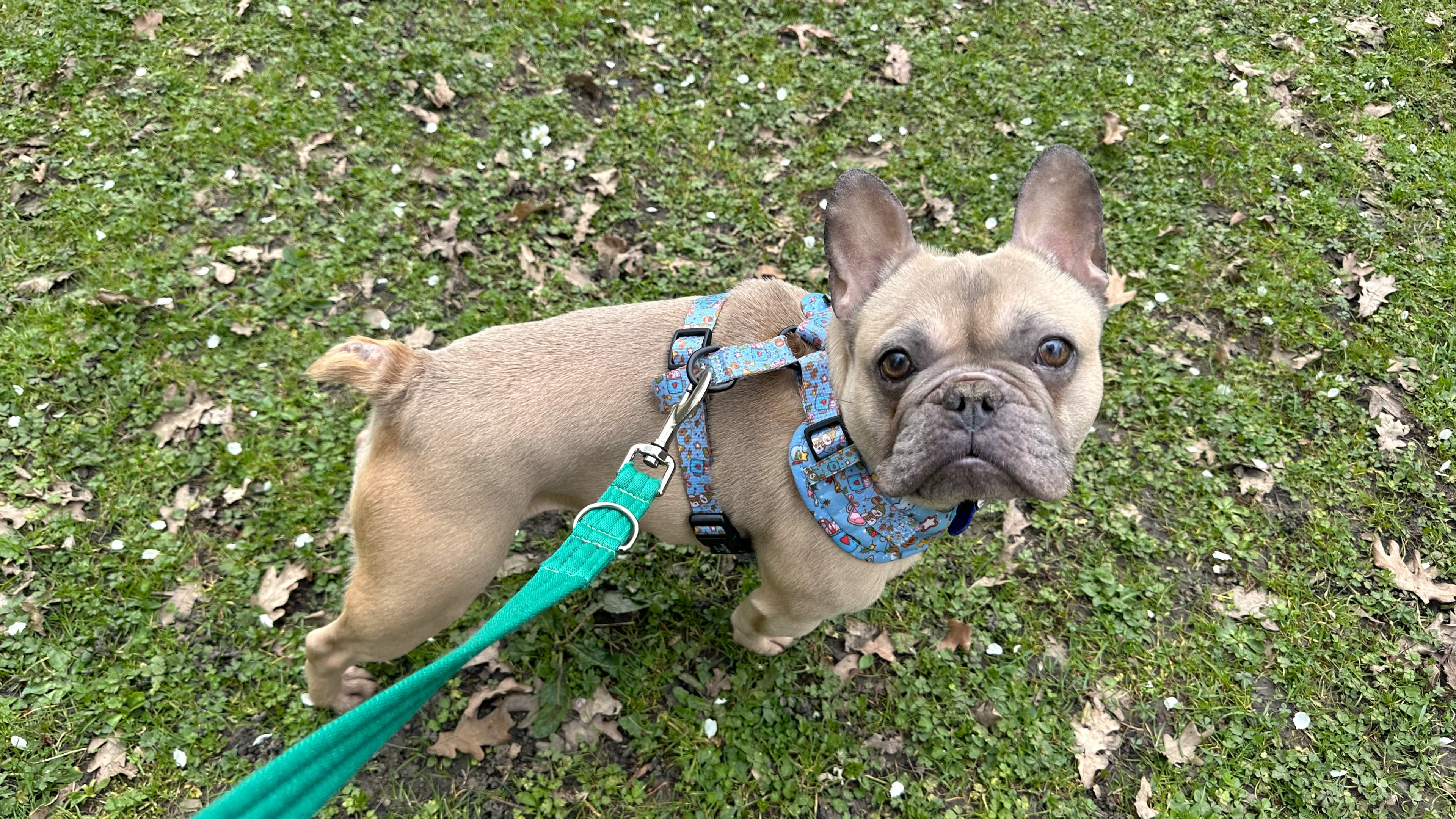 Bug — French Bulldog