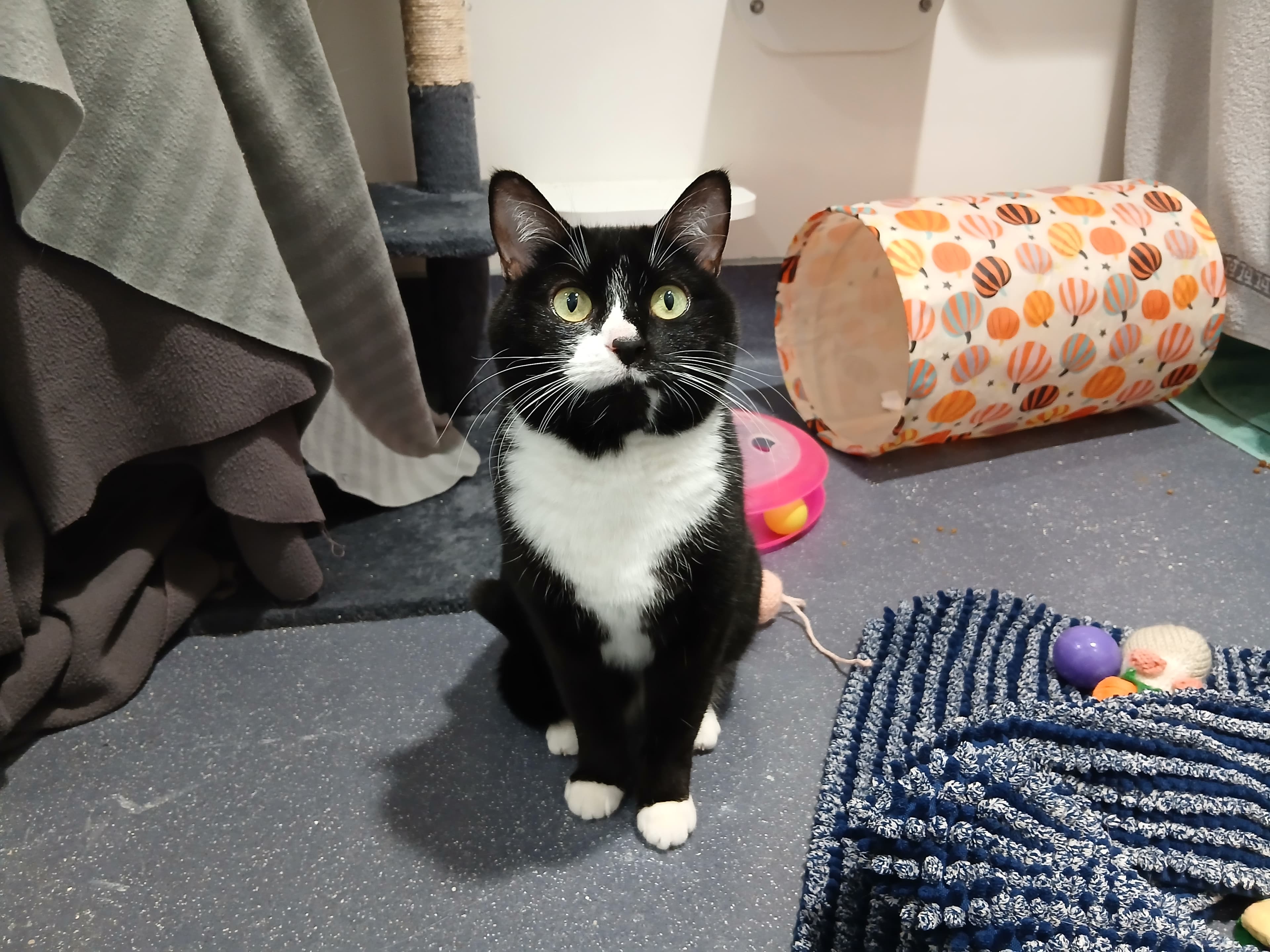 Kiwi — Domestic Shorthair