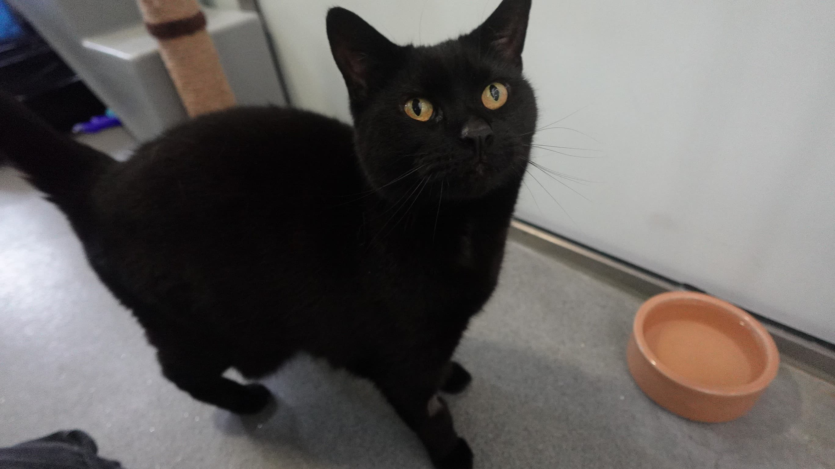 Koolie — Domestic Shorthair