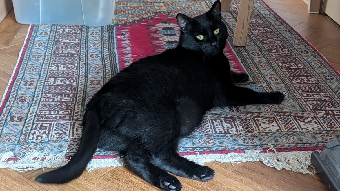 Nyx — Domestic Shorthair