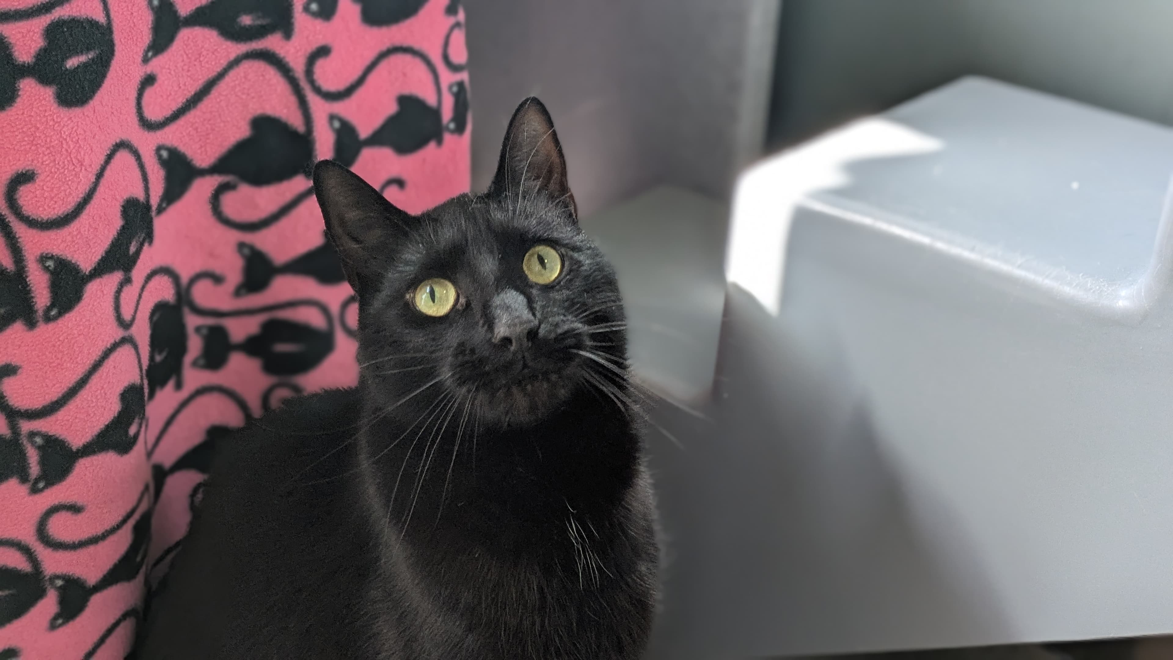 Caterpillar — Domestic Shorthair