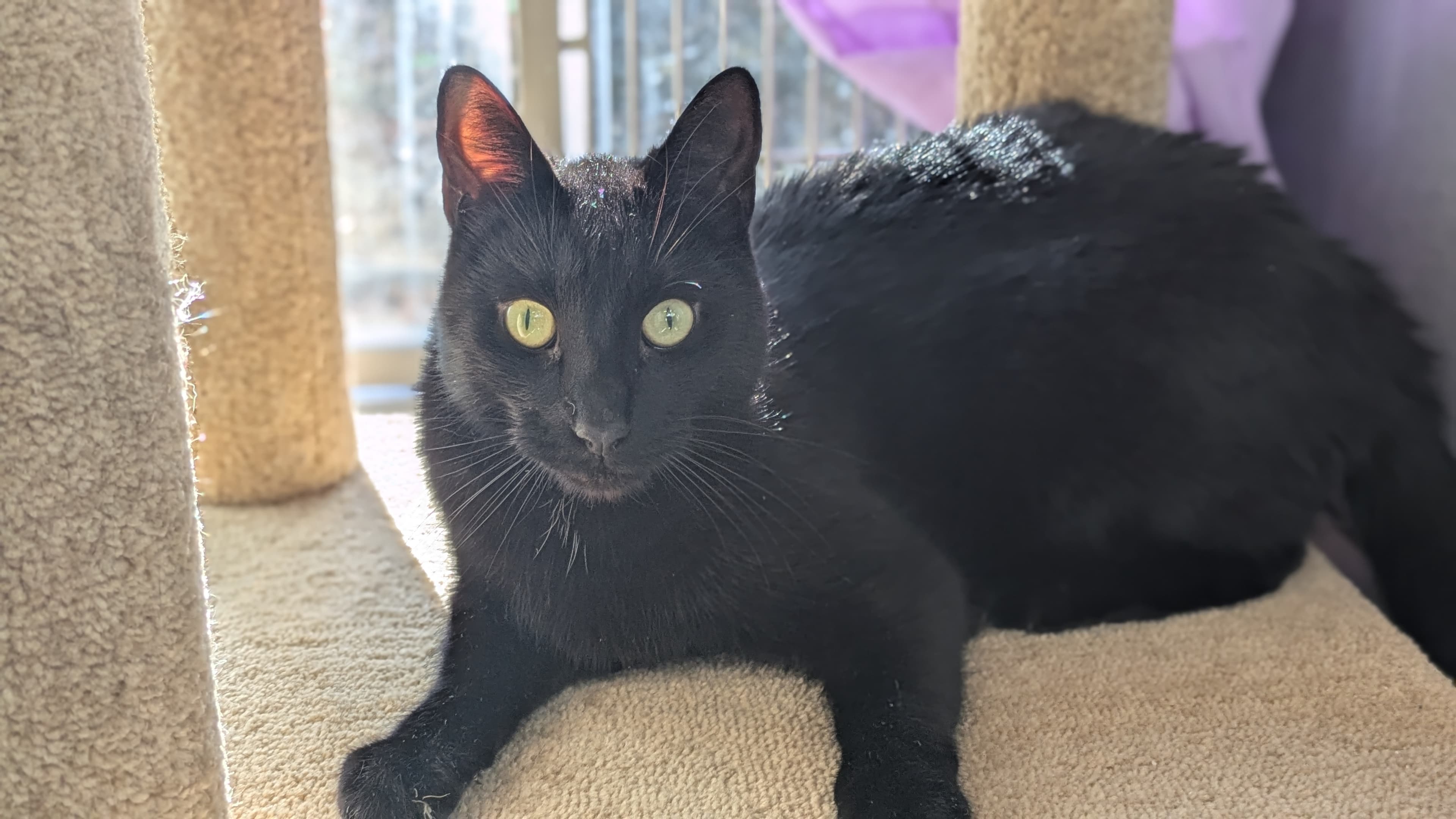 Caterpillar photo 10