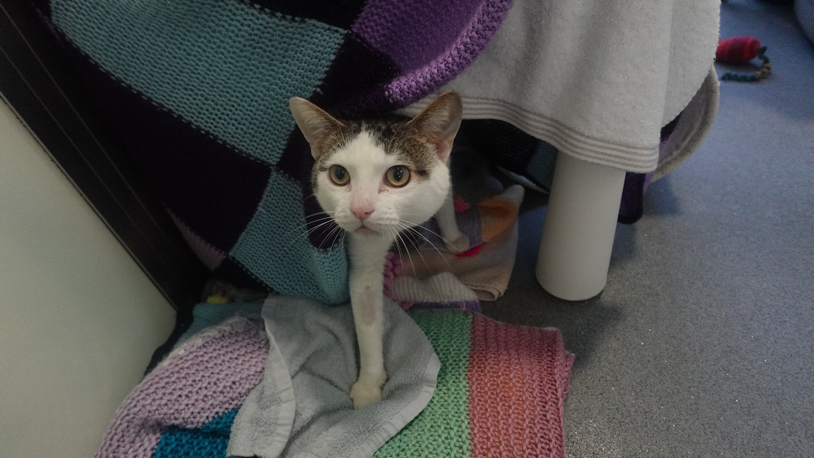 Ross — Domestic Shorthair