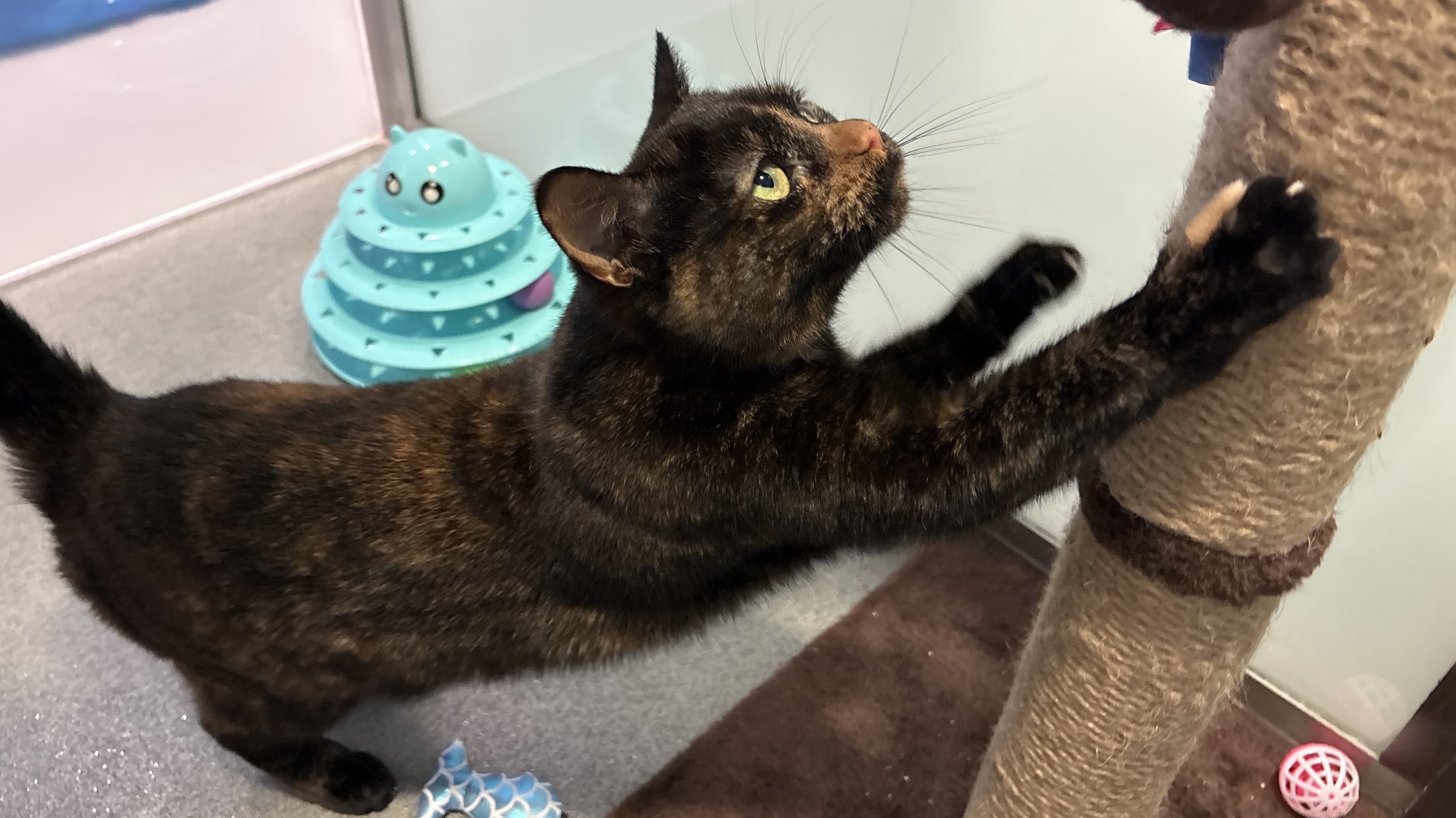 Daffodil — Domestic Shorthair