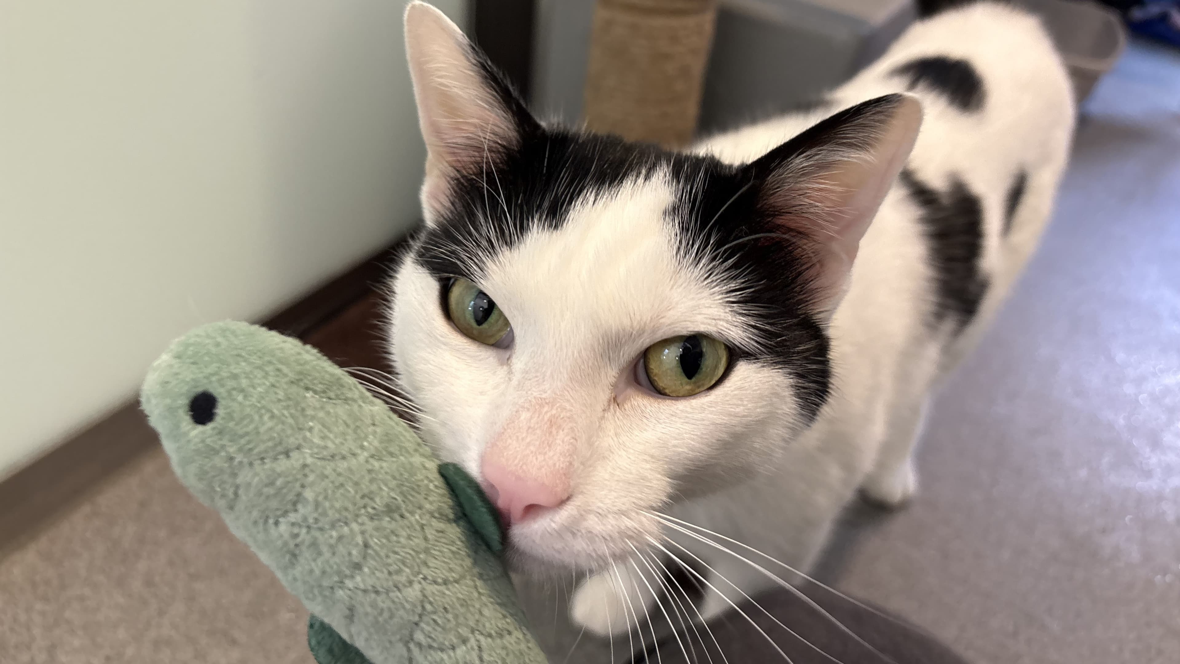 Zeitoon — Domestic Shorthair