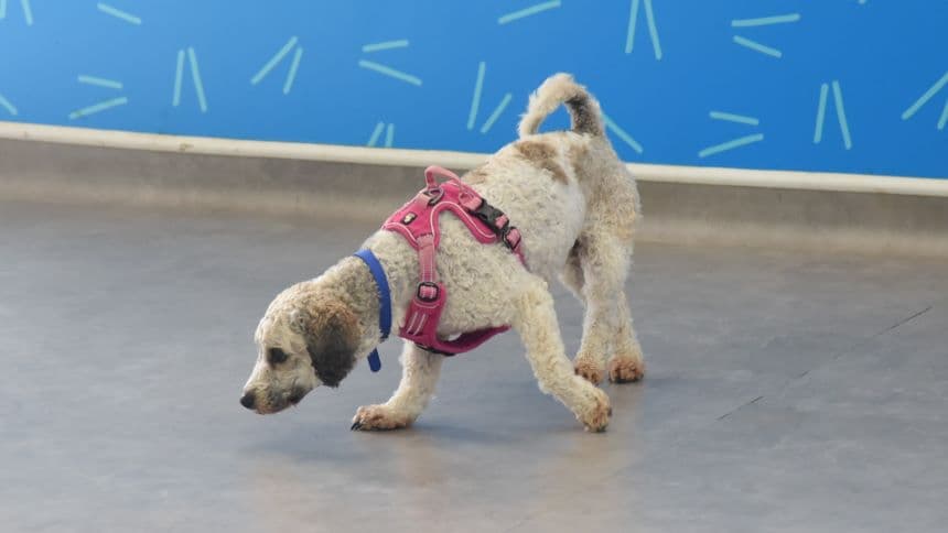 Peach (& pear) photo 4