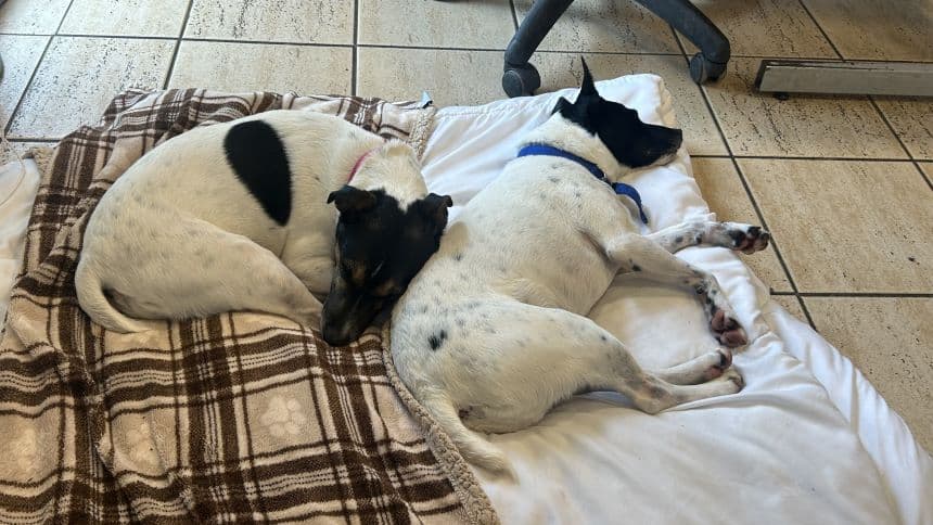 Chubs (& brambles) photo 10