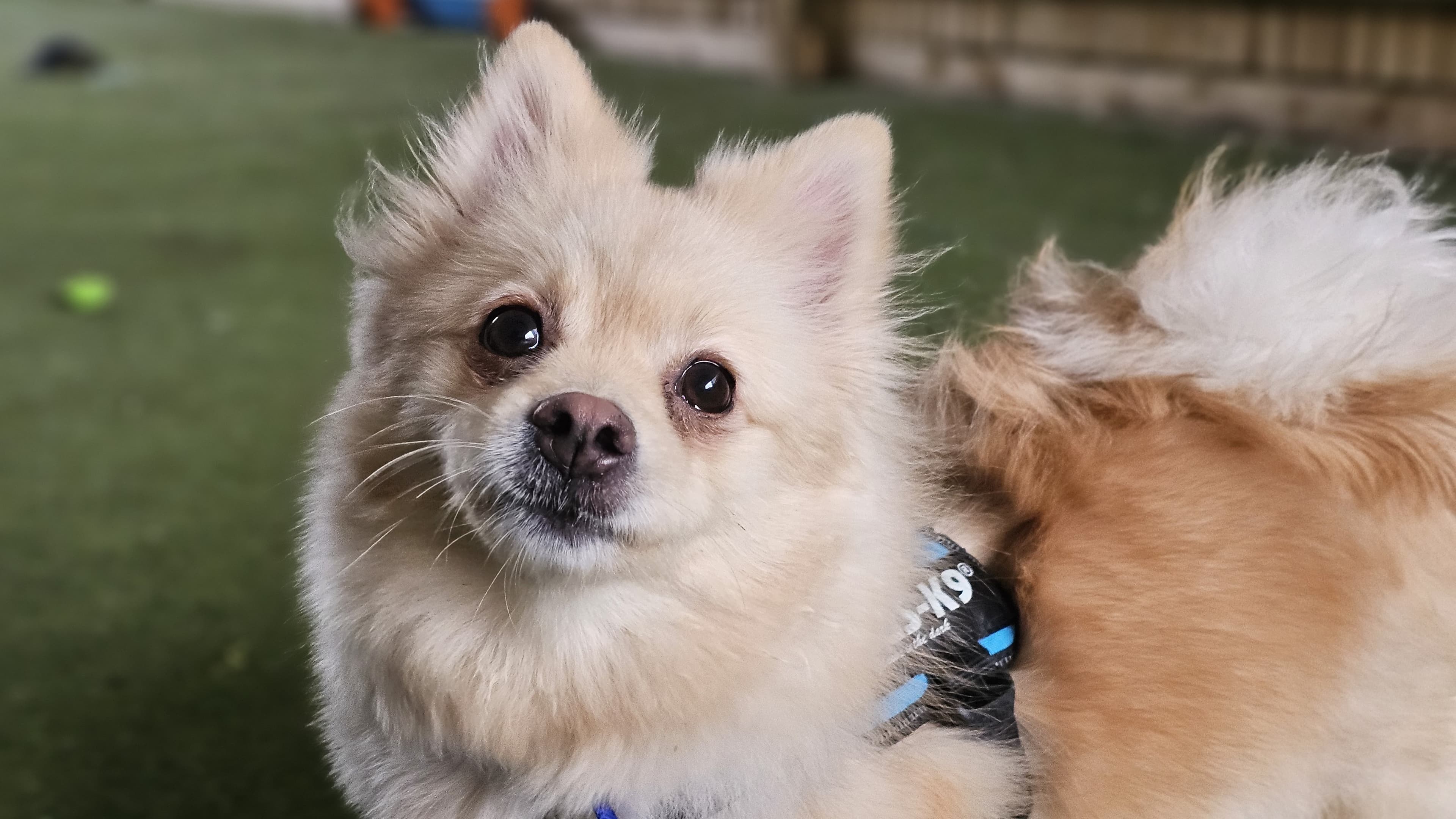 Yogi — Volpino Italiano