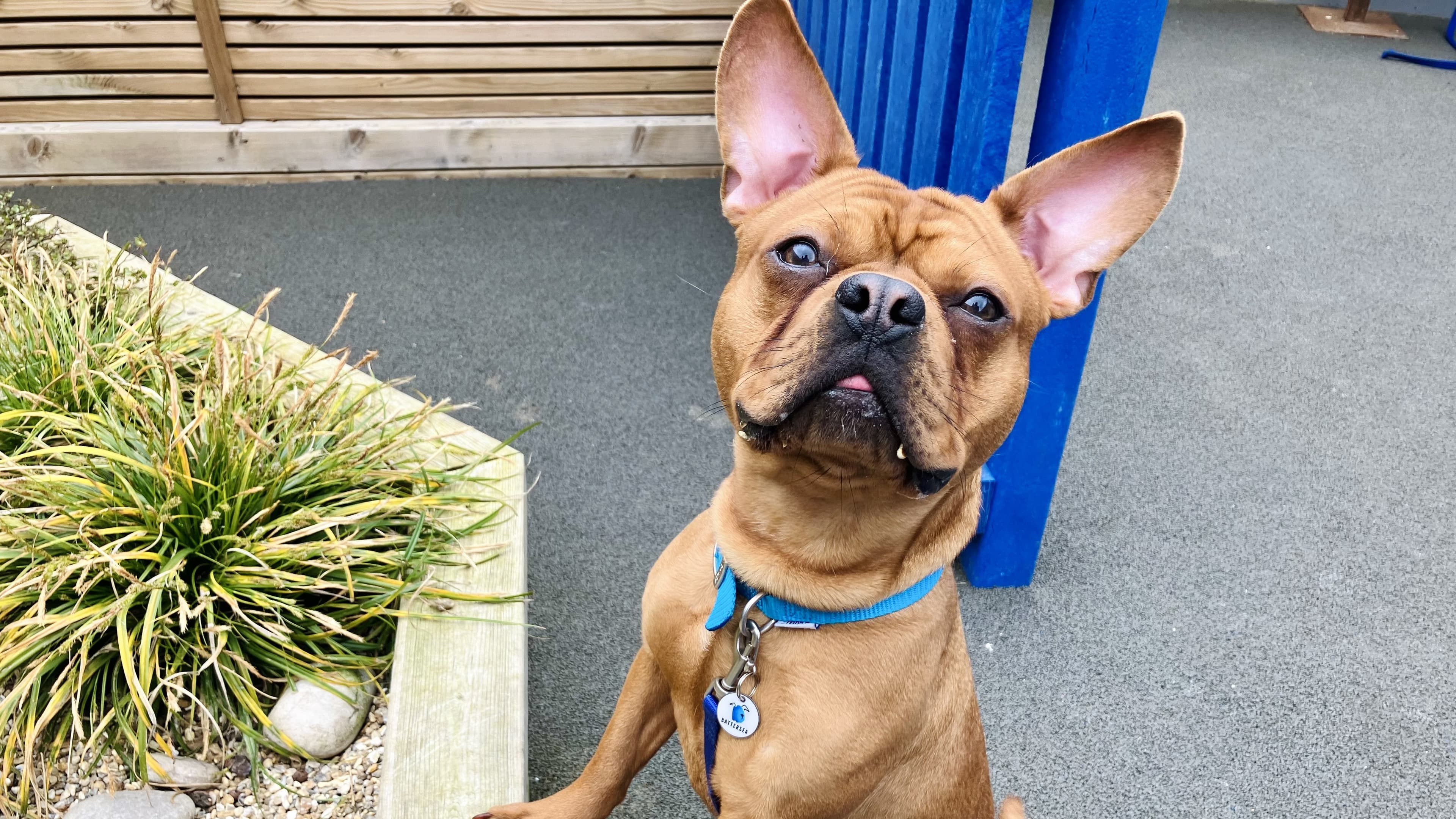 Milo — French Bulldog