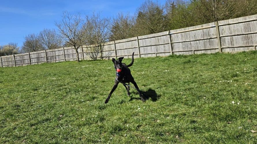 George — Greyhound