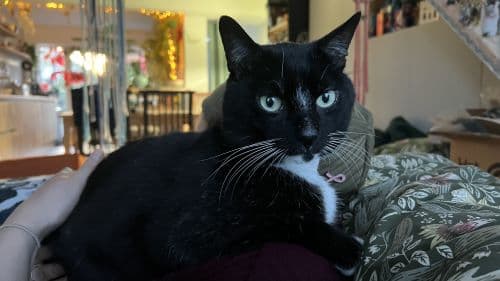 Sebastian — Domestic Shorthair