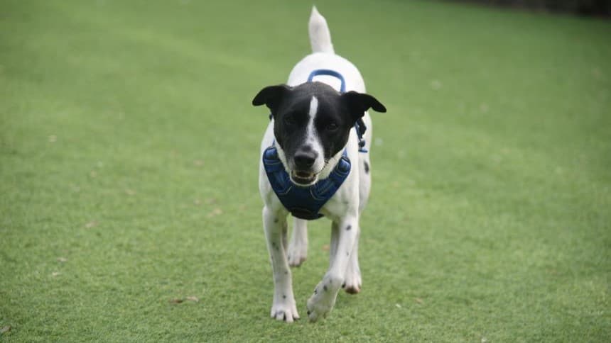 Chubs (& brambles) — Jack Russell Terrier