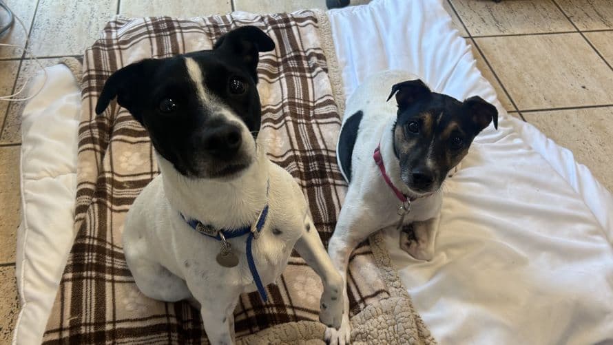 Chubs (& brambles) photo 8