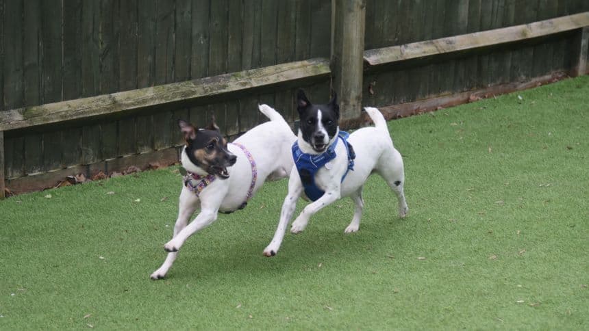 Chubs (& brambles) photo 5