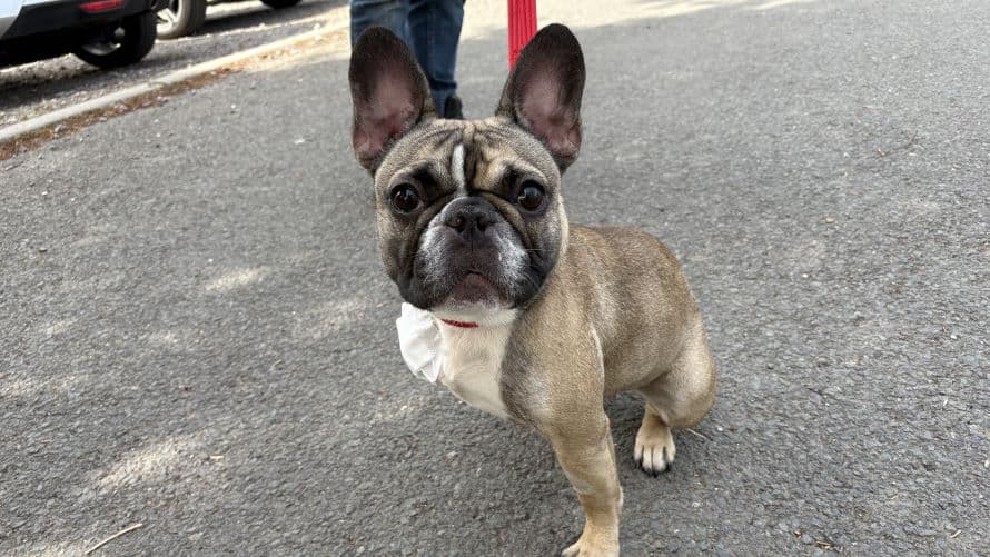 Meeka — French Bulldog