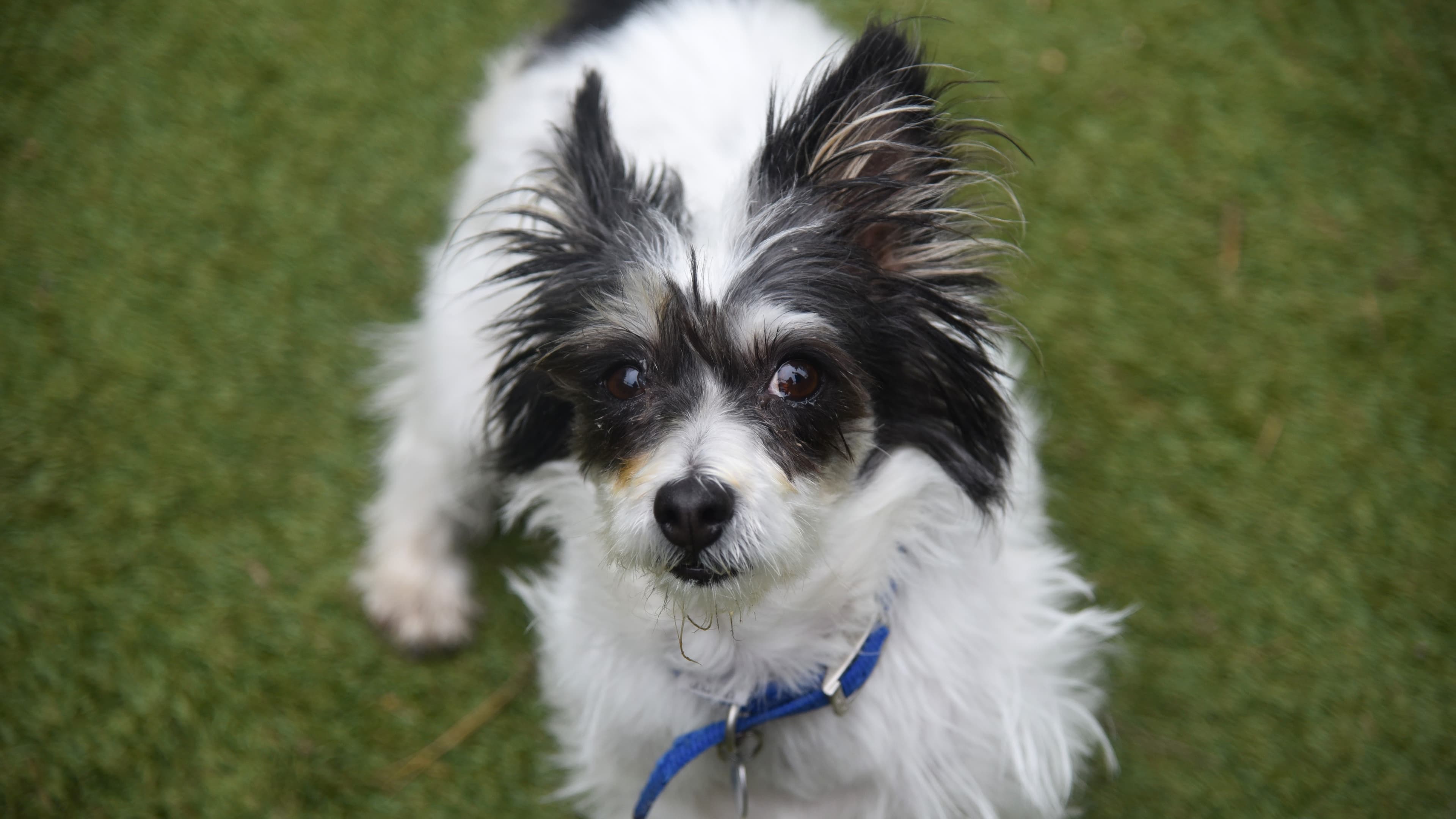 Barbara — Jack Russell Terrier