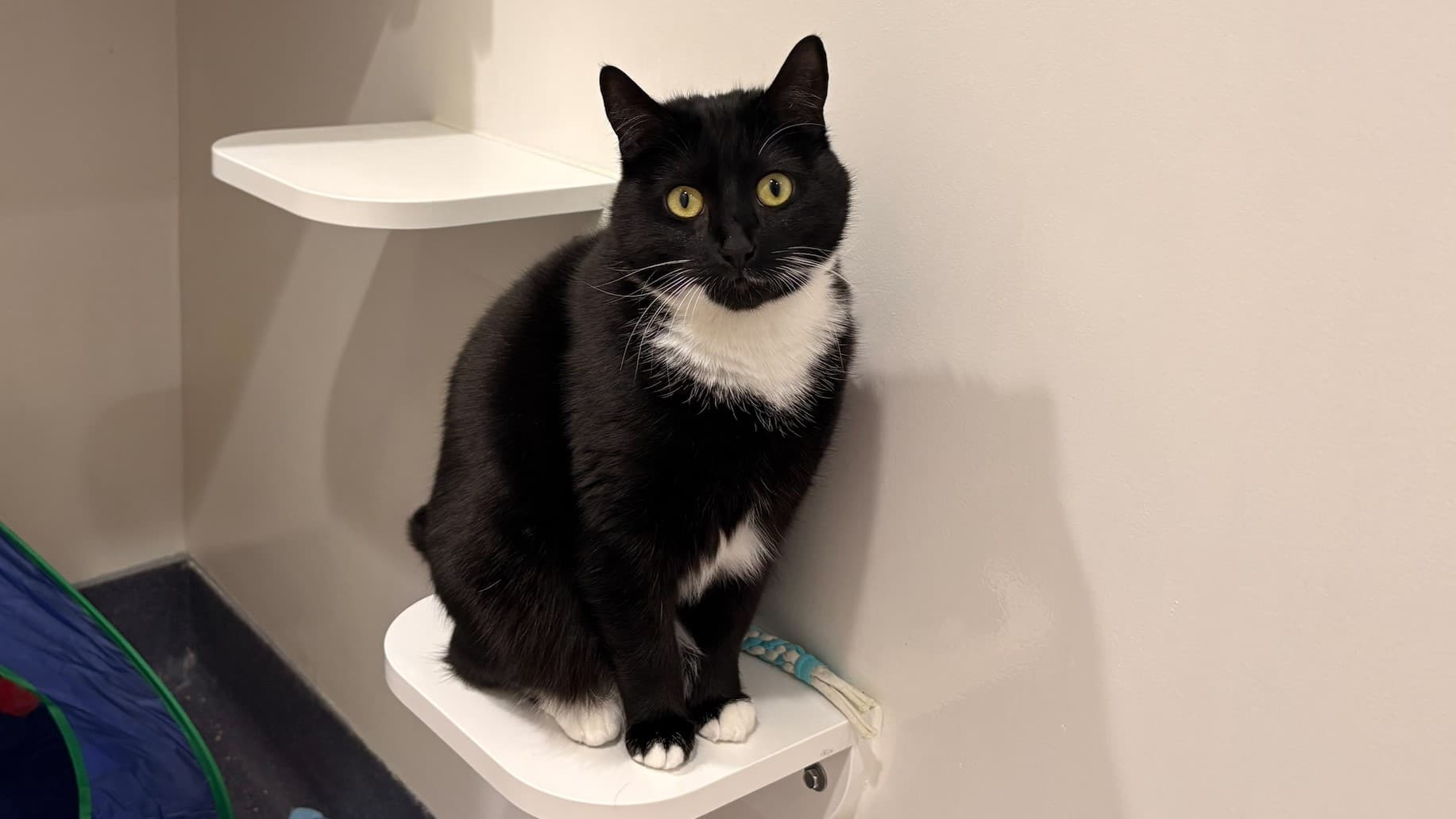 Lemon drizzle photo 5