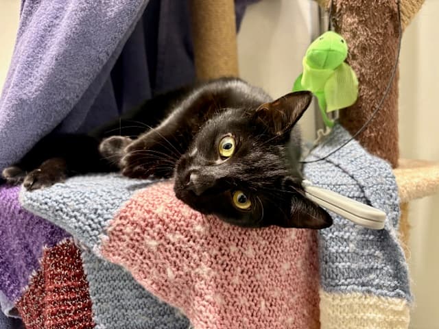 Pop — Domestic Shorthair