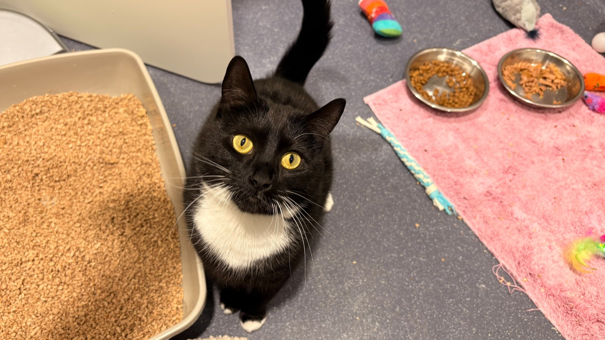 Lemon drizzle — Domestic Shorthair