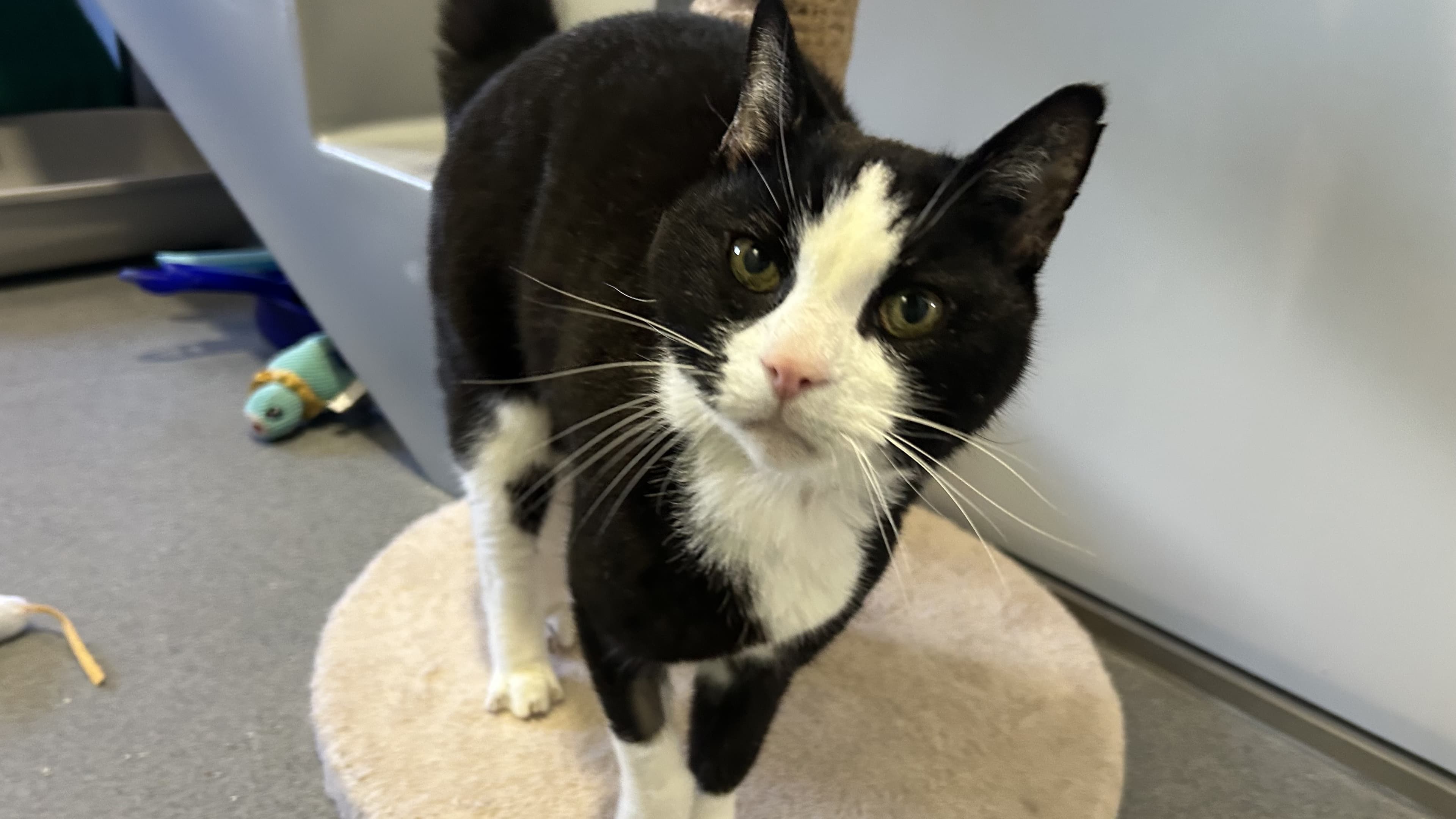 Elvis — Domestic Shorthair