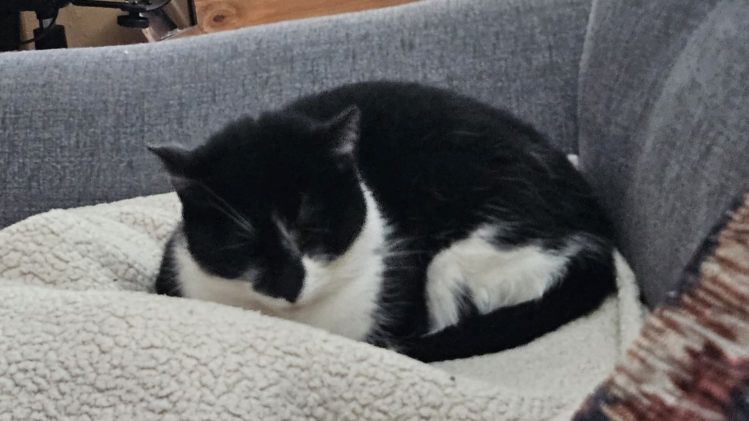 Cous cous — Domestic Shorthair