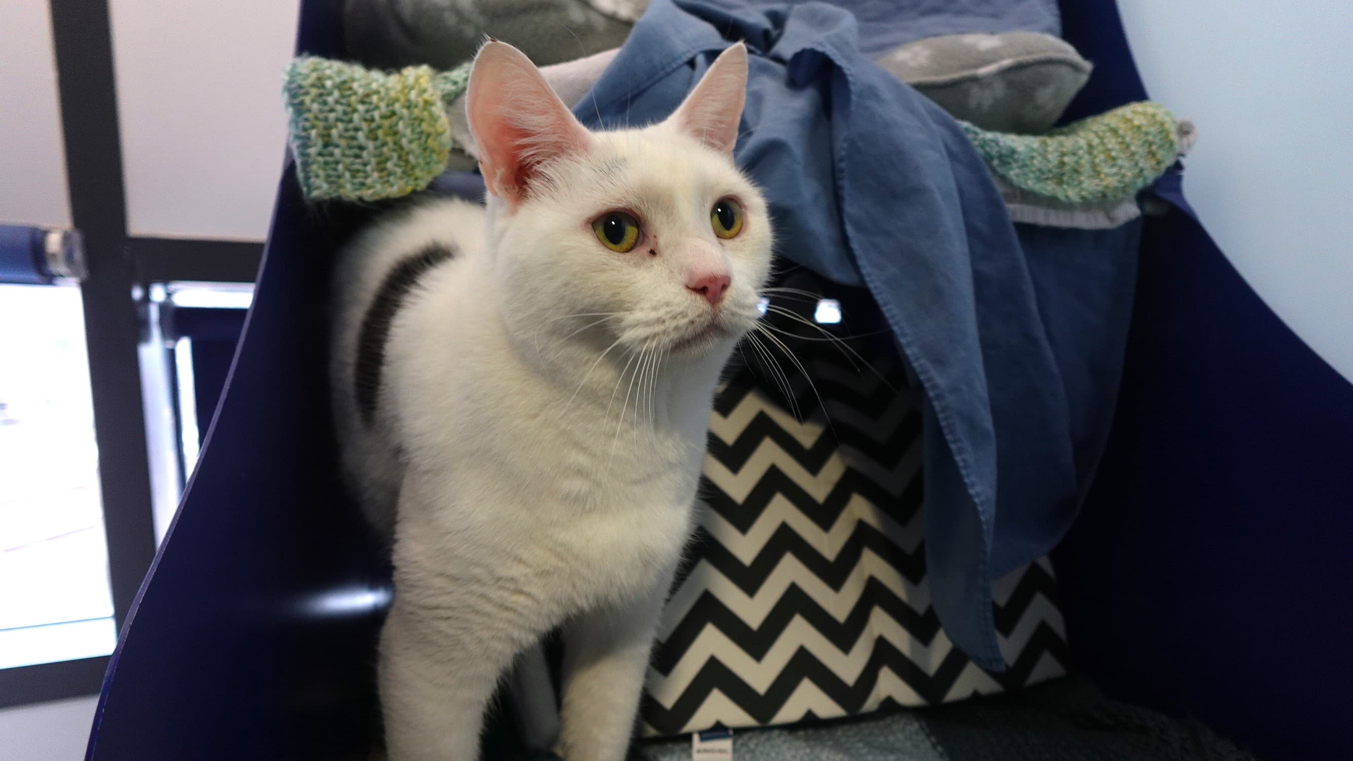 Oreo (& mittens) — Domestic Shorthair