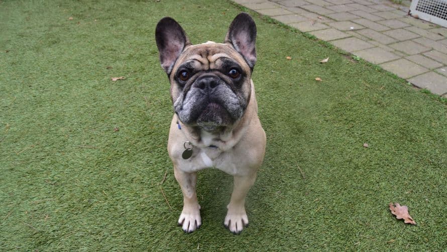 Frank — French Bulldog