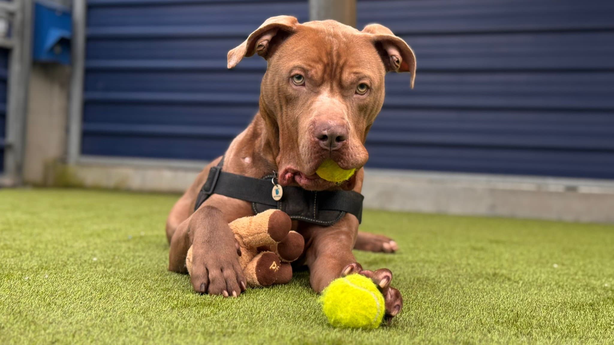 Star — American Bulldog