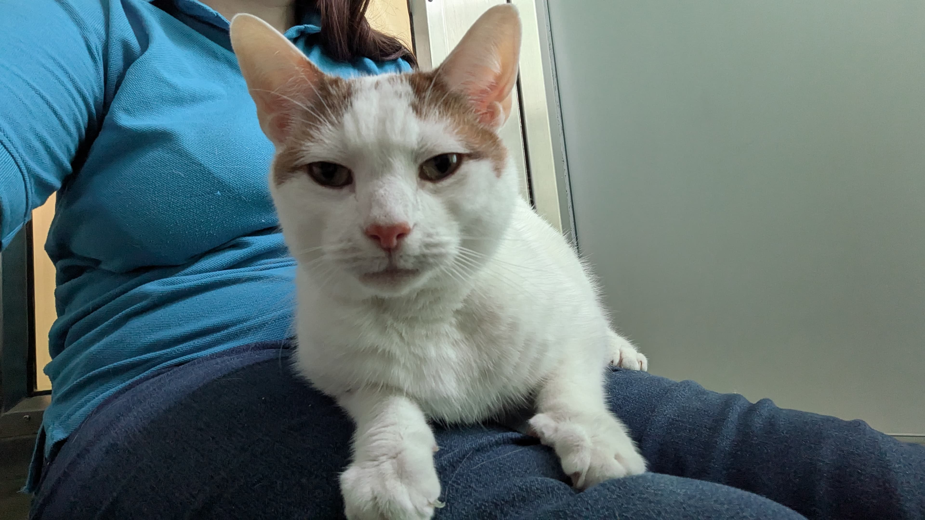 Levi — Domestic Shorthair