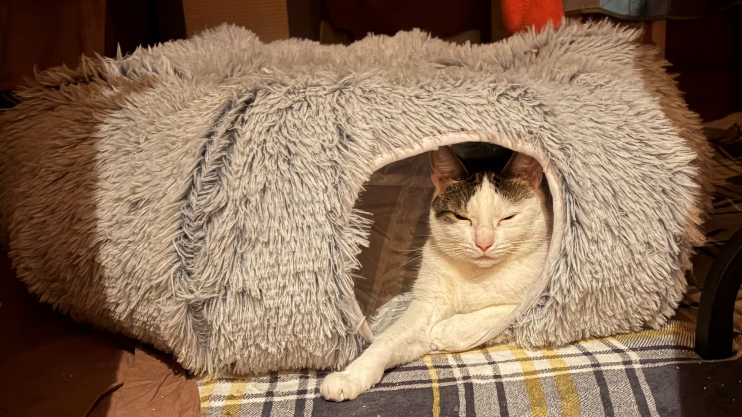 Miss frankie — Domestic Shorthair