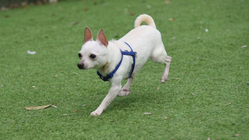 Pickle — Chihuahua