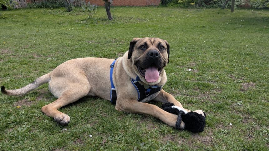 Hashbrown — Bullmastiff