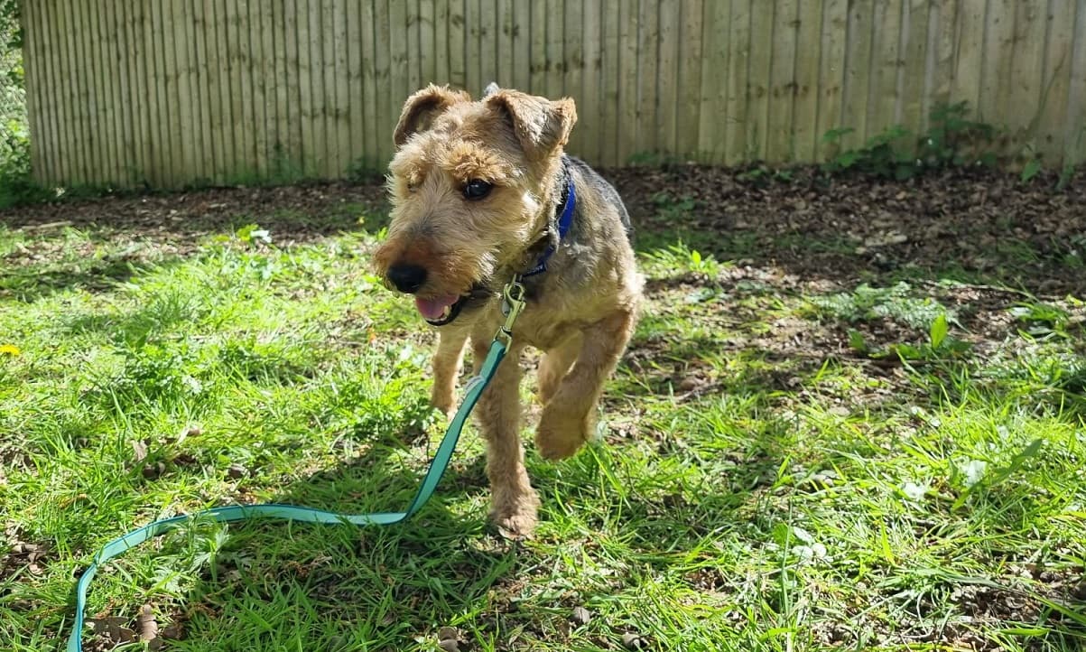 Mitzi — Welsh Terrier