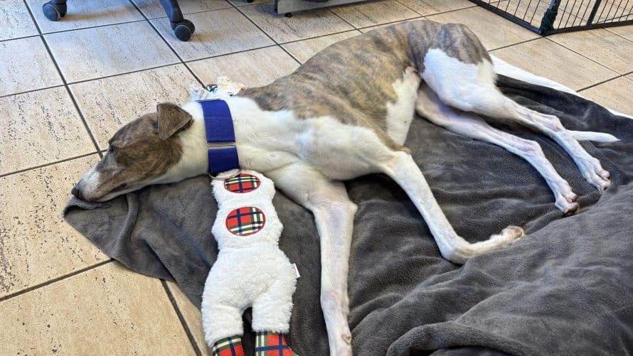 Connie (bow dog) photo 4