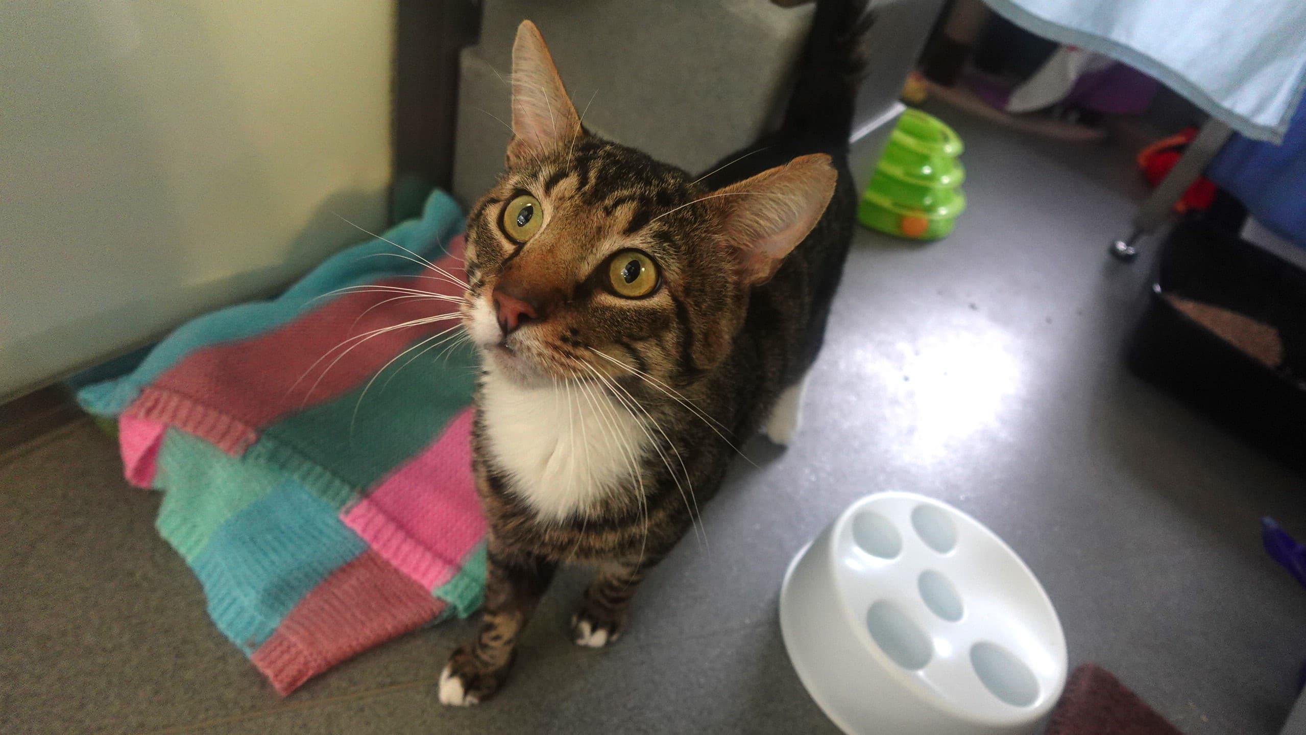 Yezzy — Domestic Shorthair