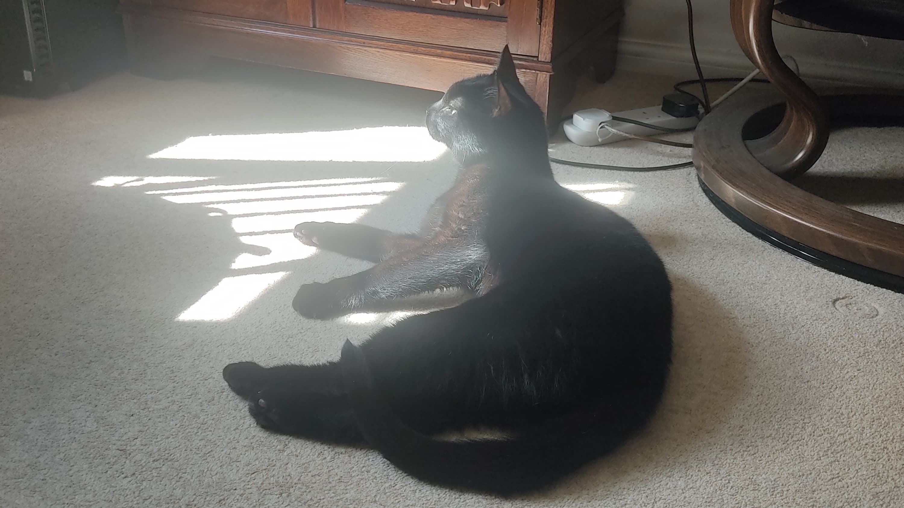 Simba — Domestic Shorthair