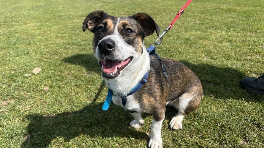 Cookie — Jack Russell Terrier