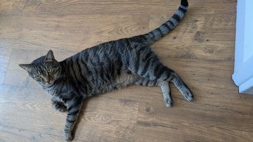 Jeremy — Domestic Shorthair