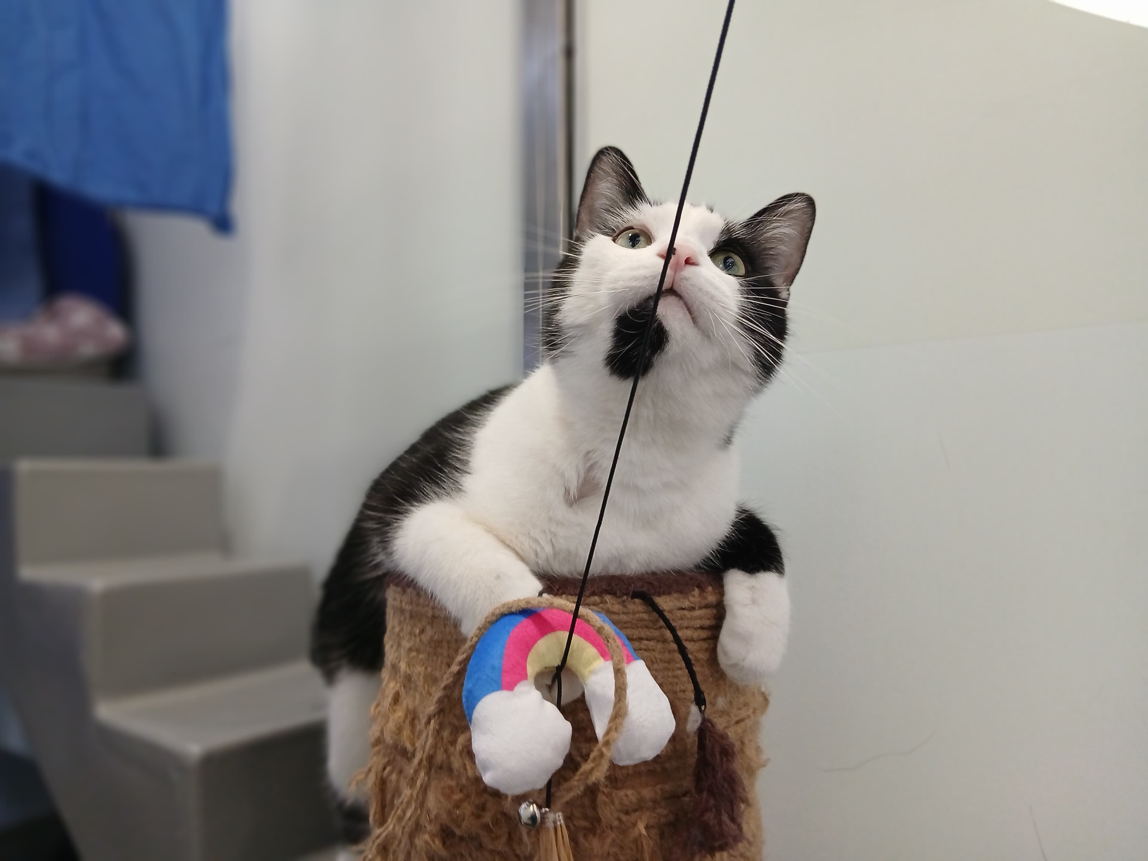 Leon — Domestic Shorthair