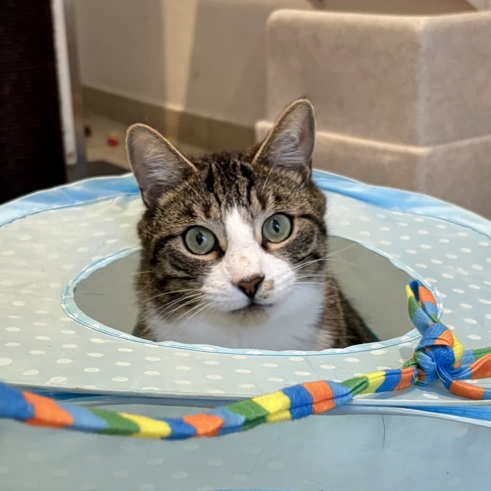 Freddie — Domestic Shorthair