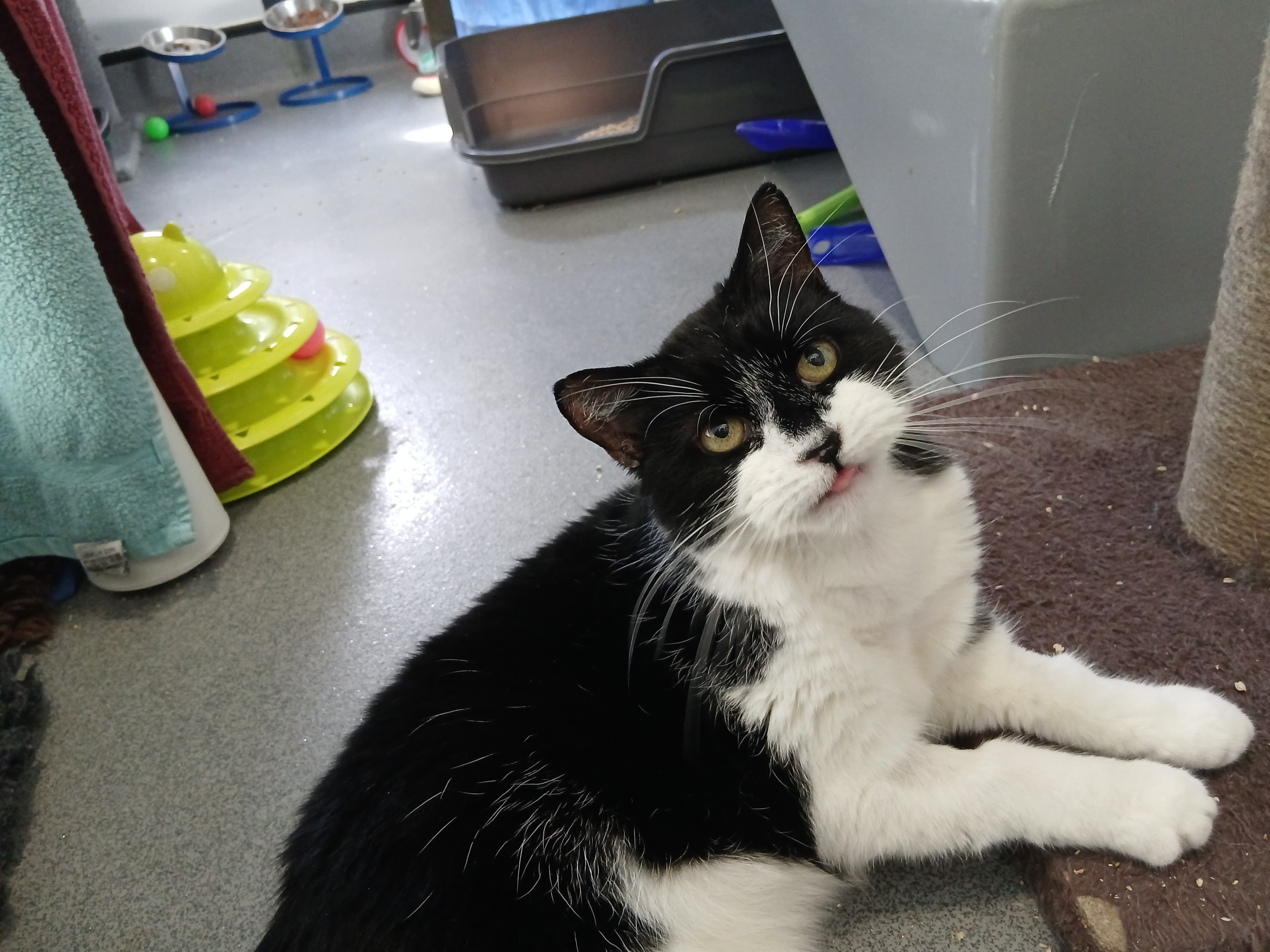 Belle — Domestic Shorthair