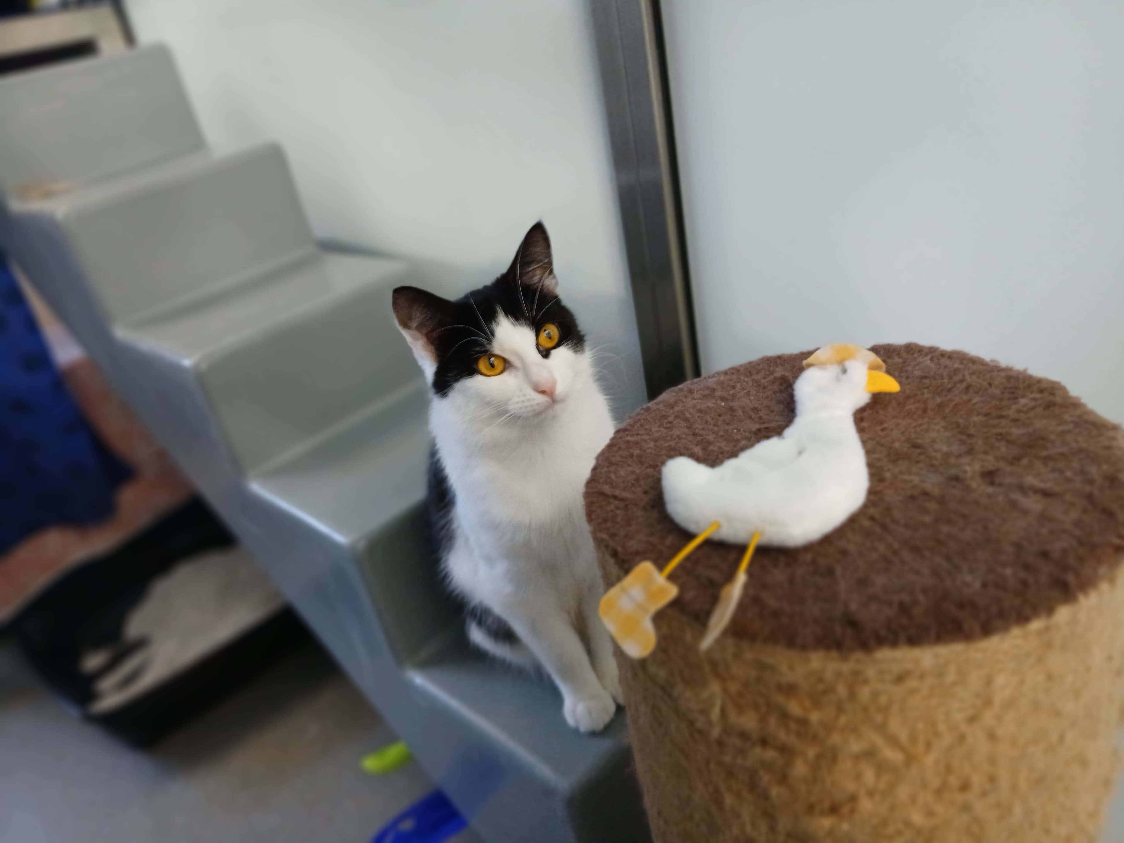 Goose — Domestic Shorthair