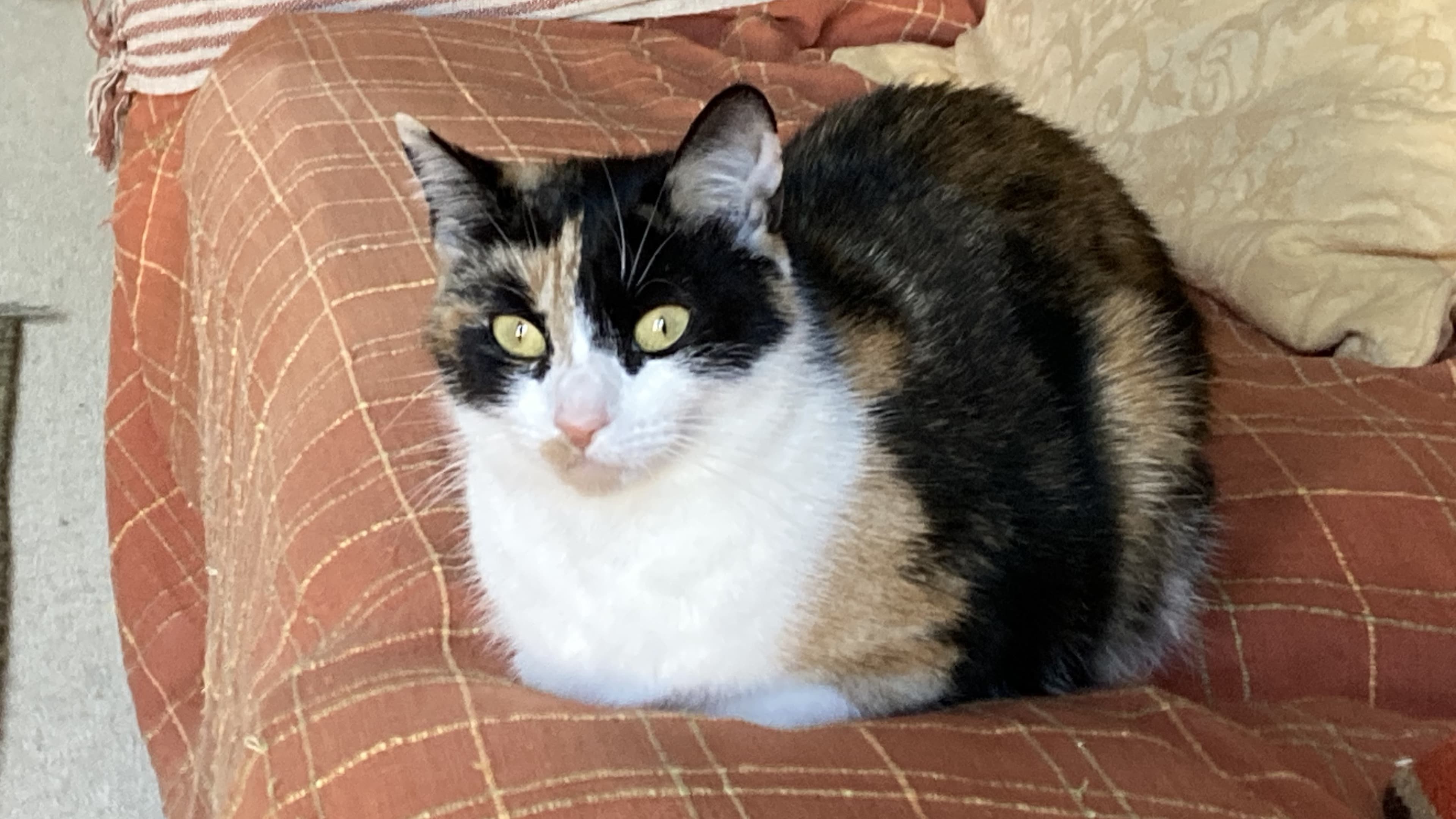 Geeta — Domestic Shorthair