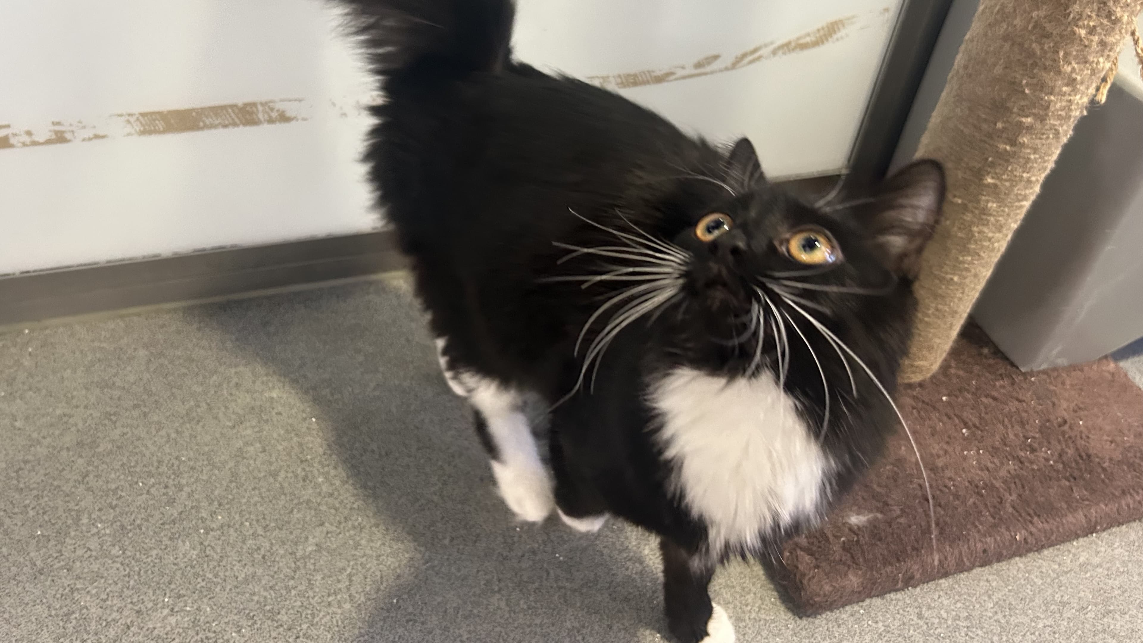 Ella — Domestic Medium-hair