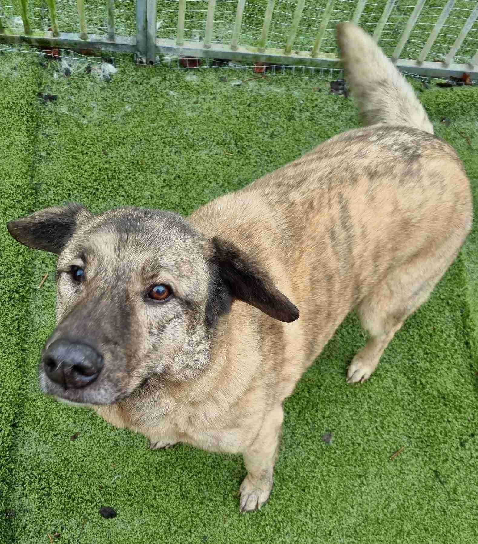 Mischu — Mixed Breed