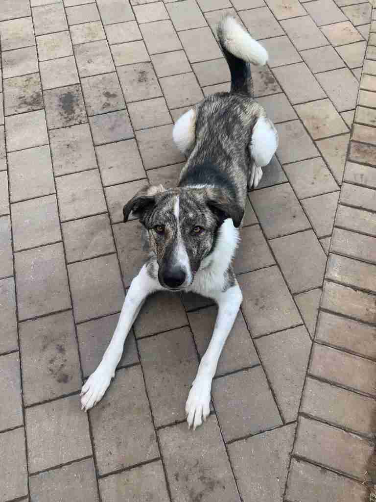 Kane — Mixed Breed