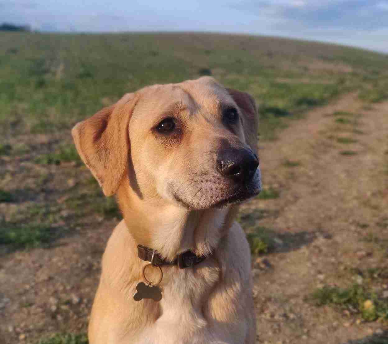 Dora — Labrador Retriever Cross