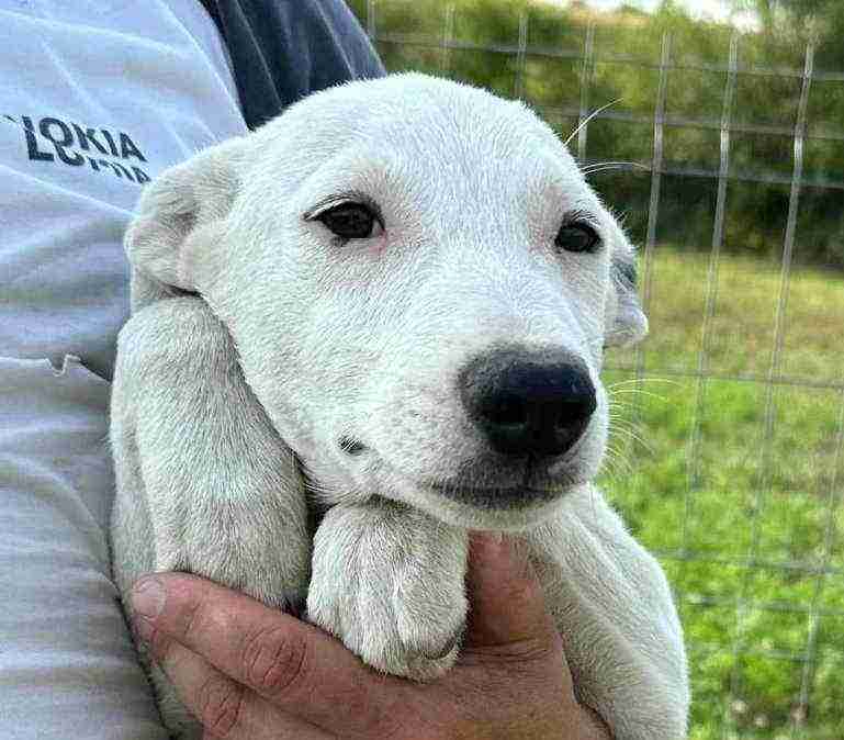 Aran — Mixed Breed