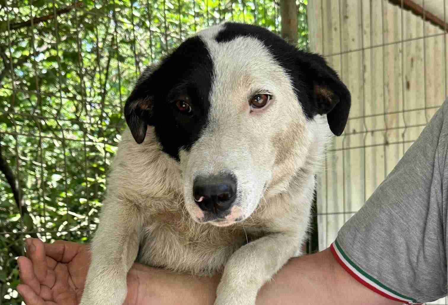 Barney — Mixed Breed