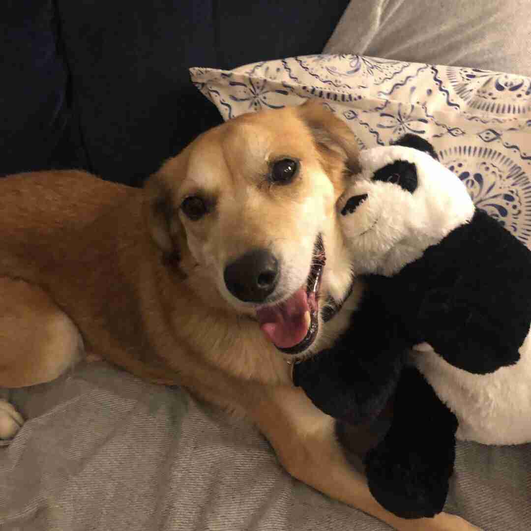 Albie — Mixed Breed